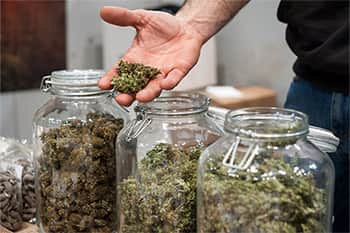 How to Become a Budtender