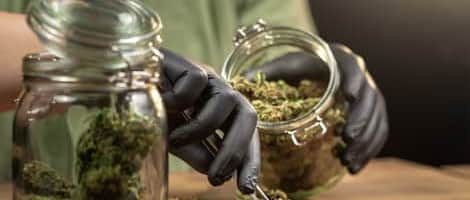 Become a Successful Budtender